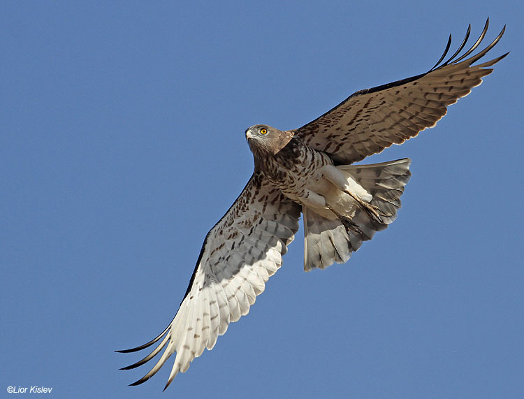   Short Toed Eagle  Circaetus gallicus , Hula valley ,Israel,October  2010.Lior Kislev    